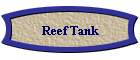 Reef Tank